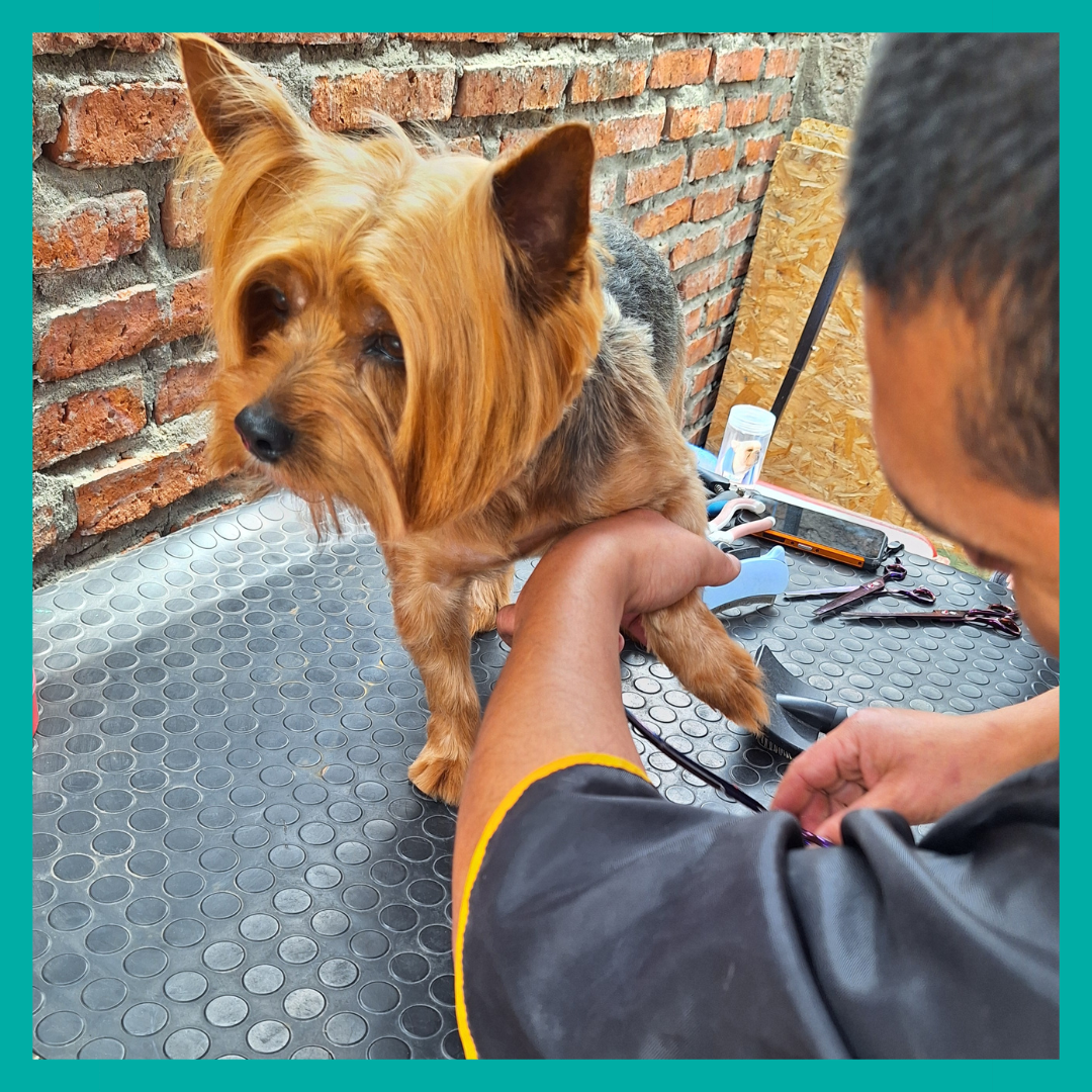 Peluquería Perro Pequeño (hasta 8 Kg)