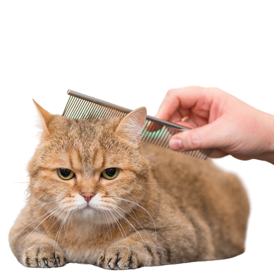 Peluquería Felina
