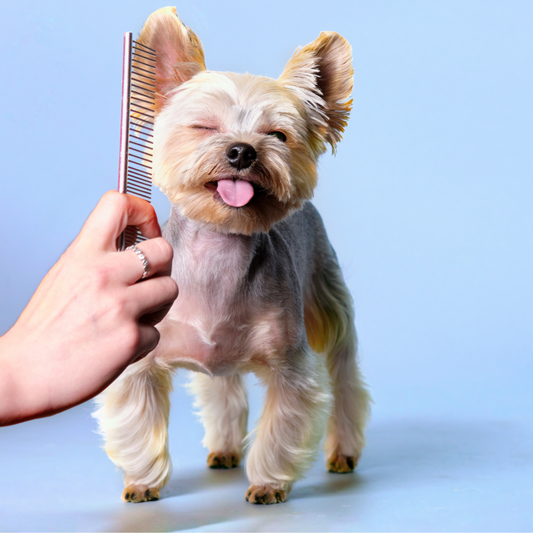 Peluquería Mini (Hasta 5 Kg)